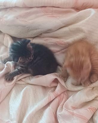 Regalasi cucciolo di gatto