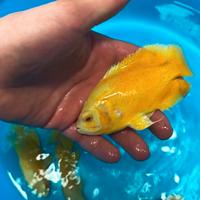 Astronotus lemon 13cm