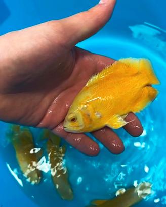 Astronotus lemon 13cm