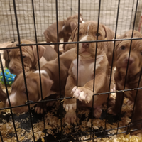 Cuccioli Pitbull