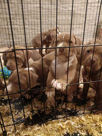 Cuccioli Pitbull