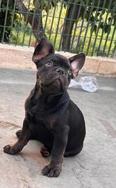 Cucciolo bulldog francese