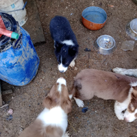 Piccoli cuccioli di bordercollie sono 3