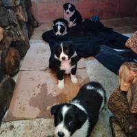 Cucciole border collie