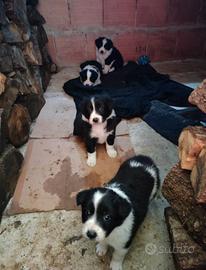 Cucciole border collie