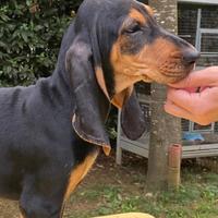 Cuccioli Di Segugio Italiano con Pedigree Enci