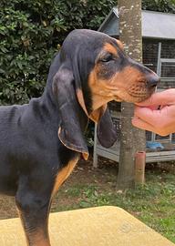 Cuccioli Di Segugio Italiano con Pedigree Enci