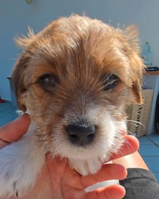 Cuccioli di Jack Russell Terrier broken e ruvido