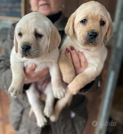 Labrador miele con pedigree - femmine