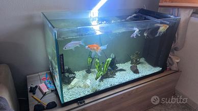 acquario 240 litri