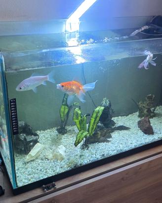 acquario 240 litri