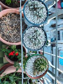 pianta grassa mammillaria gracilis
