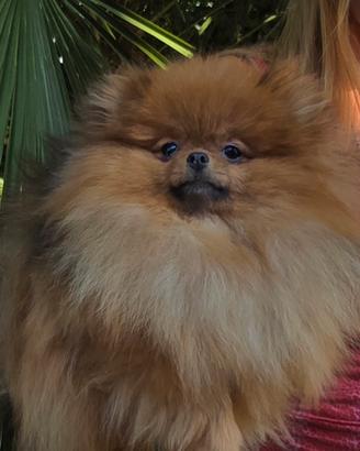 Spitz tedesco nano Pomerania femmina