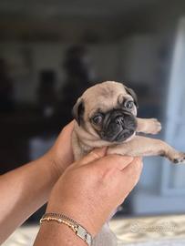 carlino 