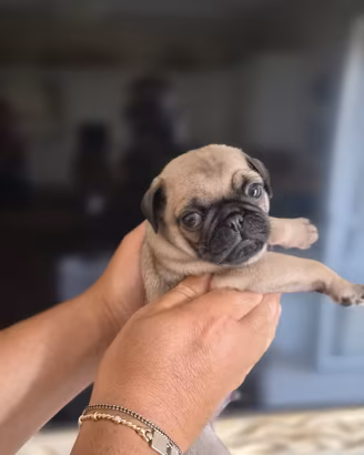 carlino 