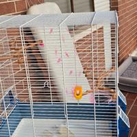 gabbia  con piedistallo. 