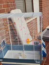 gabbia  con piedistallo. 