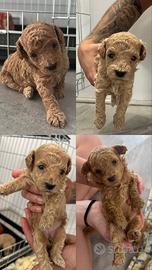Cuccioli di Barboncino Toy - Prenotazioni aperte