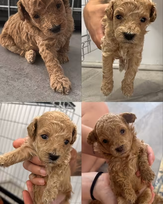 Cuccioli di Barboncino Toy - Prenotazioni aperte