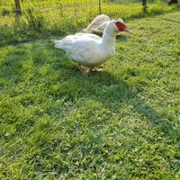 Maschio di anatra muta