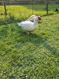 Maschio di anatra muta