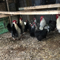 Galli,galline e colombi
