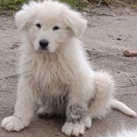 Pastore Abruzzese maremmano