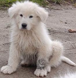 Pastore Abruzzese maremmano