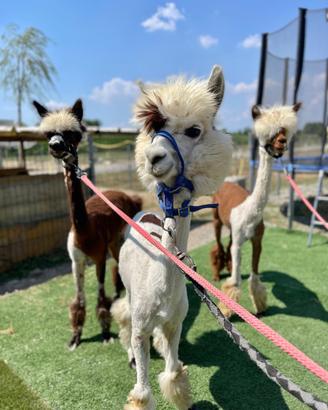Vendita alpaca