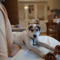 Cucciolo di un anno