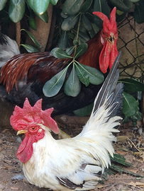 Trio gallo due galline di cornute di caltanissetta