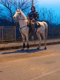 Cavallo Appaloosa 3 anni
