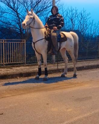 Cavallo Appaloosa 3 anni