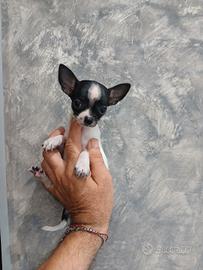 Chihuahua femminuccia toy
