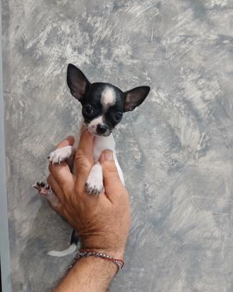Chihuahua femminuccia toy