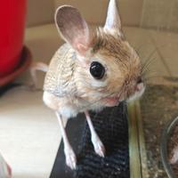 Topo canguro (Gerboa / Jaculus orientalis) - rodit