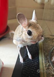 Topo canguro (Gerboa / Jaculus orientalis) - rodit