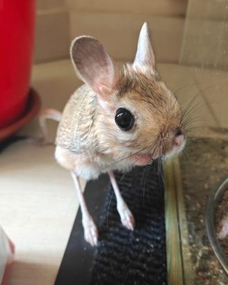 Topo canguro (Gerboa / Jaculus orientalis) - rodit