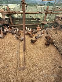 Galline ARAUCANA