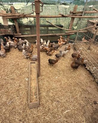 Galline ARAUCANA