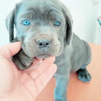 Cuccioli Corso grigio blu e nero con pedigree enci