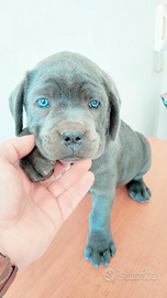 Cuccioli Corso grigio blu e nero con pedigree enci