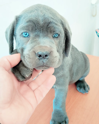 Cuccioli Corso grigio blu e nero con pedigree enci