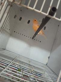 Canarini maschi vari colori