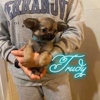 Chihuahua maschio a pelo lungo con pedigree enci