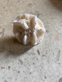 Conchiglie da collezione