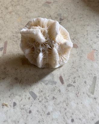 Conchiglie da collezione