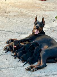 Cuccioli di Dobermann