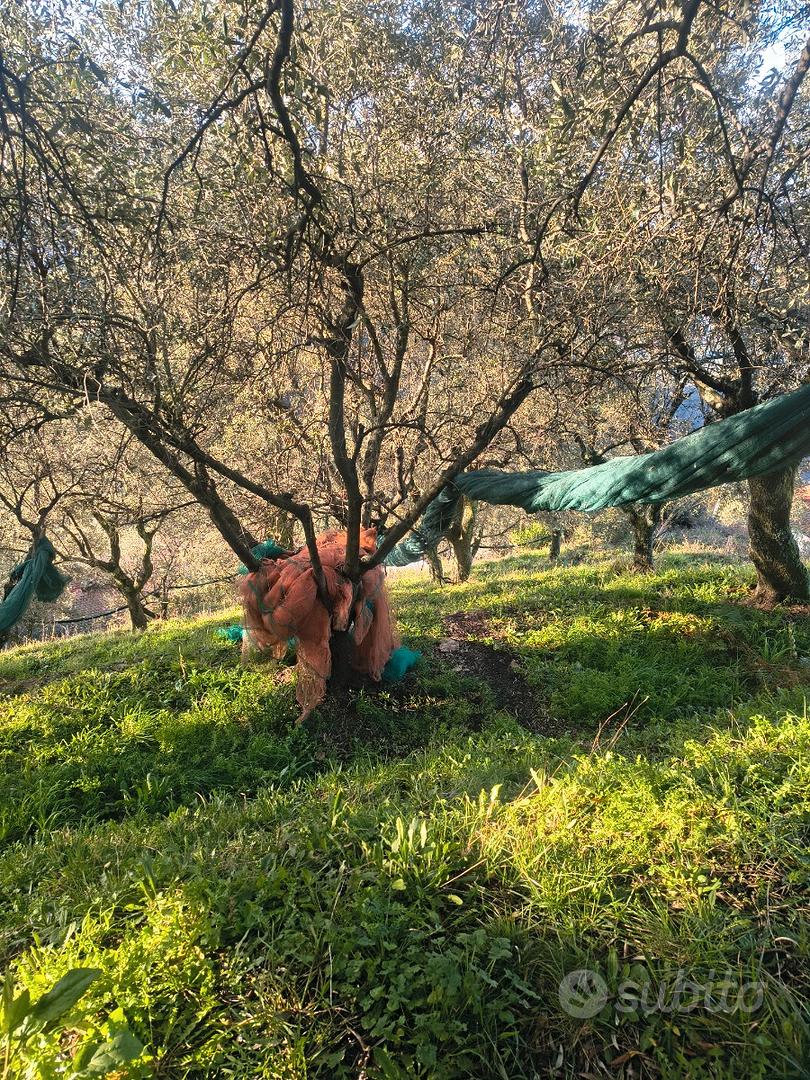 Terreno agricolo con uliveto - Vista 4