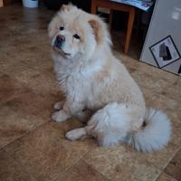 C.erco maschio per accoppiamento